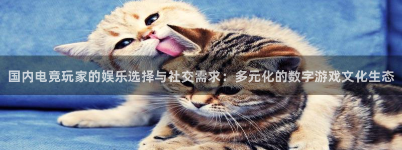 杜邦娱乐官网：国内电竞玩家的娱乐选择与社交需求：多元化的数字